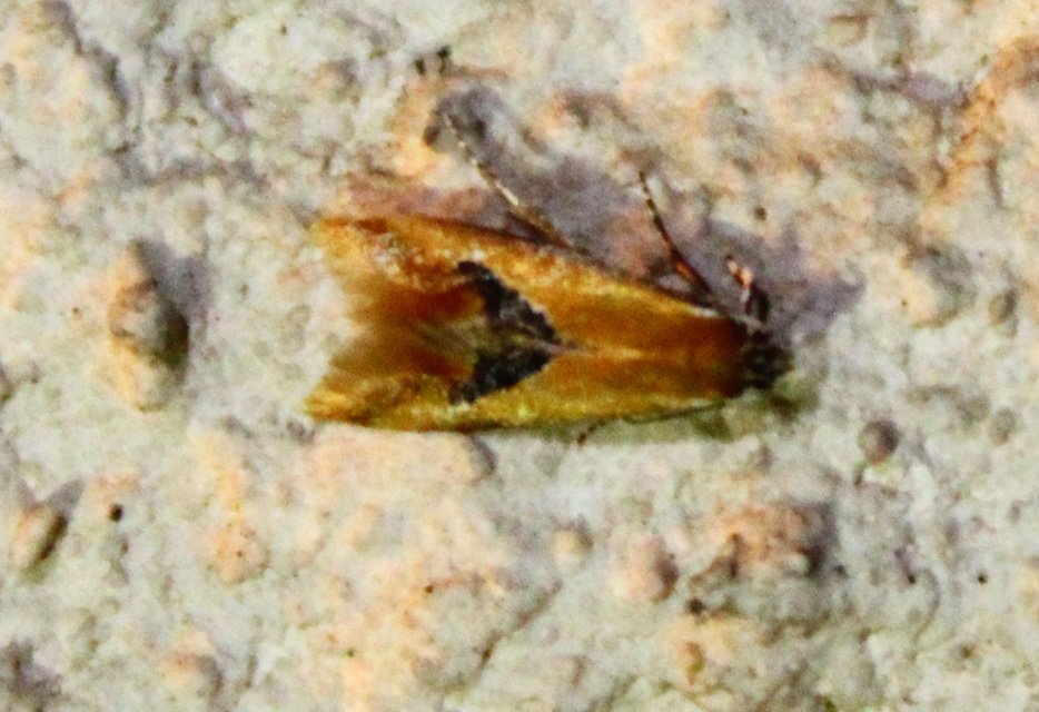 Batia internella/lambdella