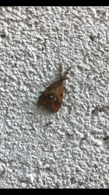 Orgyia antiqua - rozsdabarna kisszövő