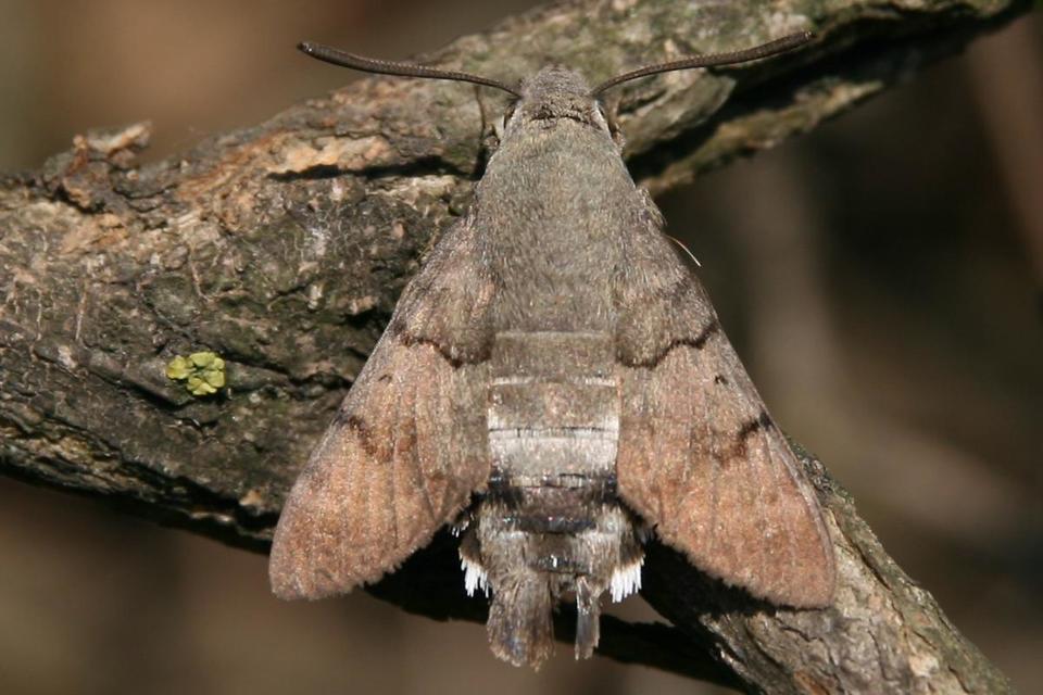 Macroglossum stellatarum - kacsafarkú szender