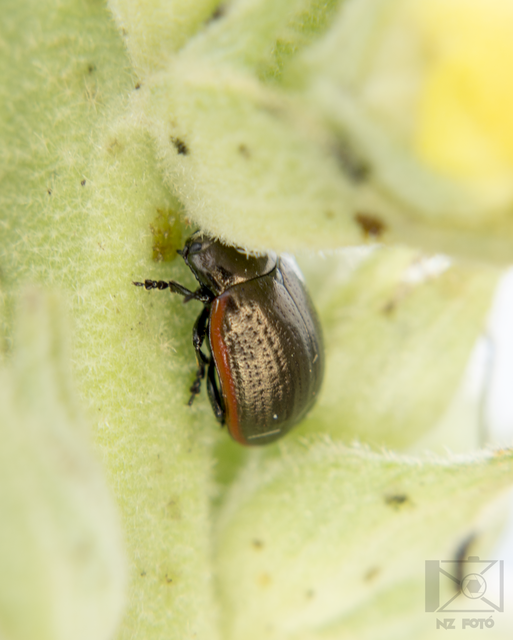 Chrysolina marginata - nyúlánk szegélyeslevelész