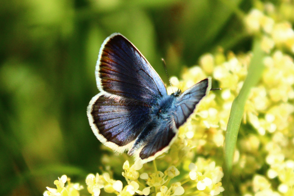 Plebejus argus - ezüstös boglárka
