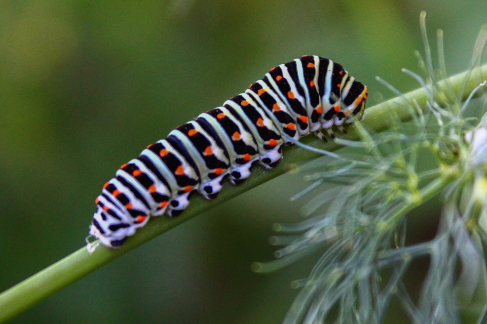 Papilio machaon - fecskefarkú lepke