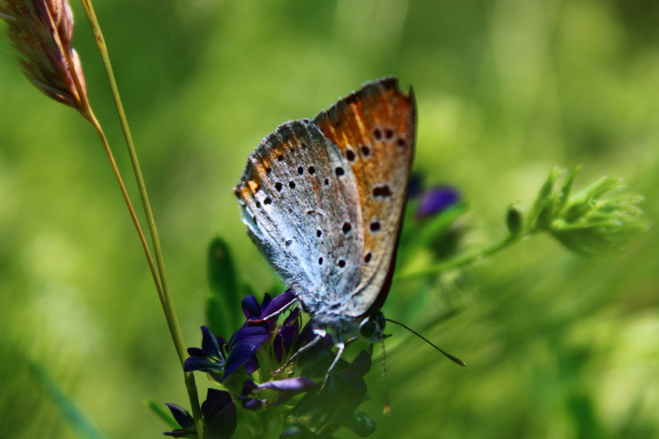 Lycaena dispar rutilus - nagy tűzlepke