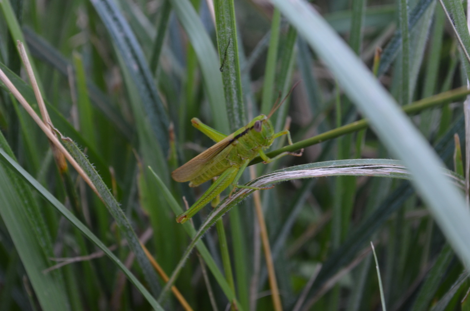 Mecostethus parapleurus - hagymazöld sáska