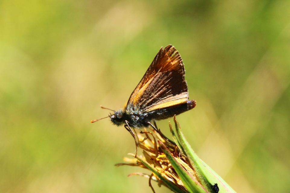Thymelicus sylvestris - barna busalepke