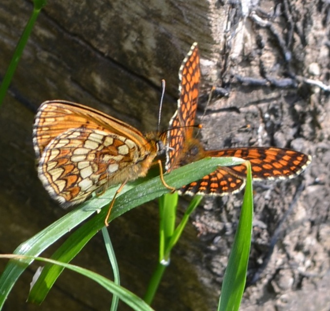 Melitaea aurelia - recés tarkalepke