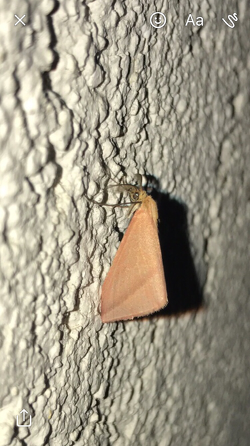 Rhodometra sacraria - rózsacsíkos araszoló