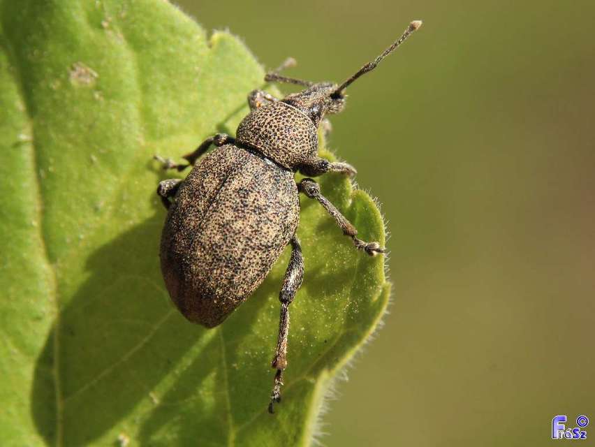Otiorhynchus ligustici - vincellér-gyalogormányos