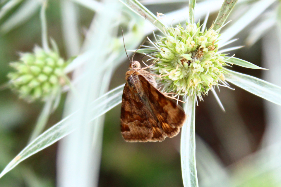 Euclidia glyphica - közönséges nappalibagoly