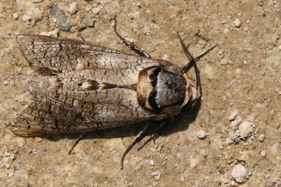Cossus cossus - fűzfarontólepke