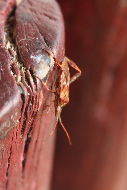 Leptoglossus occidentalis - nyugati levéllábú poloska