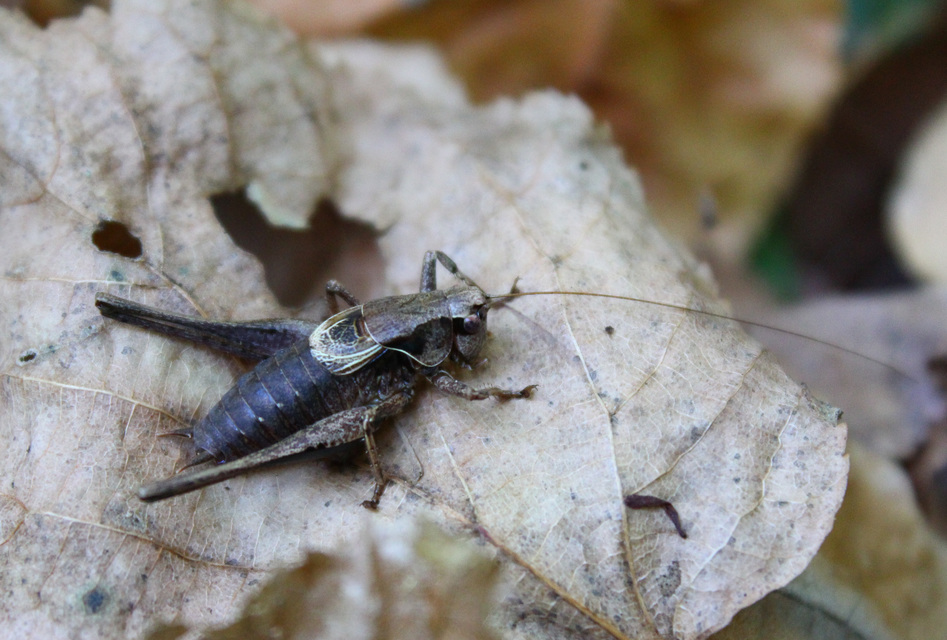 Pholidoptera griseoaptera - szürke avarszöcske