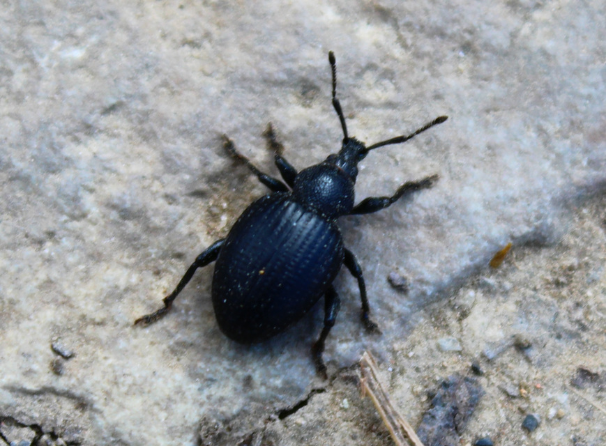 Otiorhynchus catenulatus - gyászos gyalogormányos