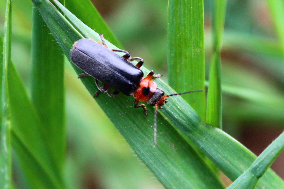 Cantharis rustica - suszterbogár