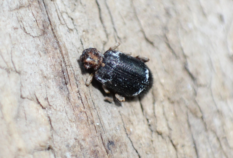 Ptinus variegatus