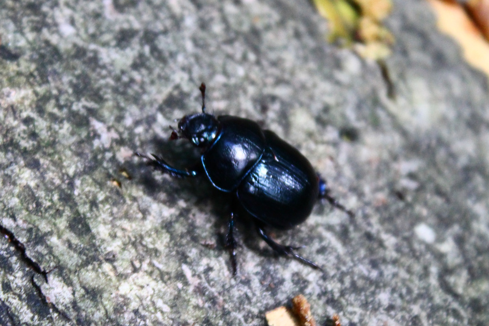Anoplotrupes stercorosus - erdei álganéjtúró