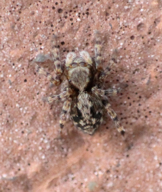 Pseudeuophrys lanigera - szobai ugrópók