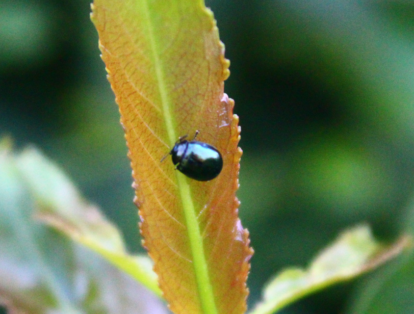 Plagiodera versicolora - törpe fűzlevelész