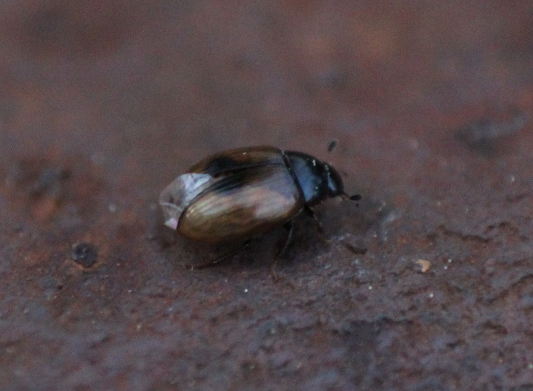 Cercyon unipunctatus - egypontos iszapcsiborka