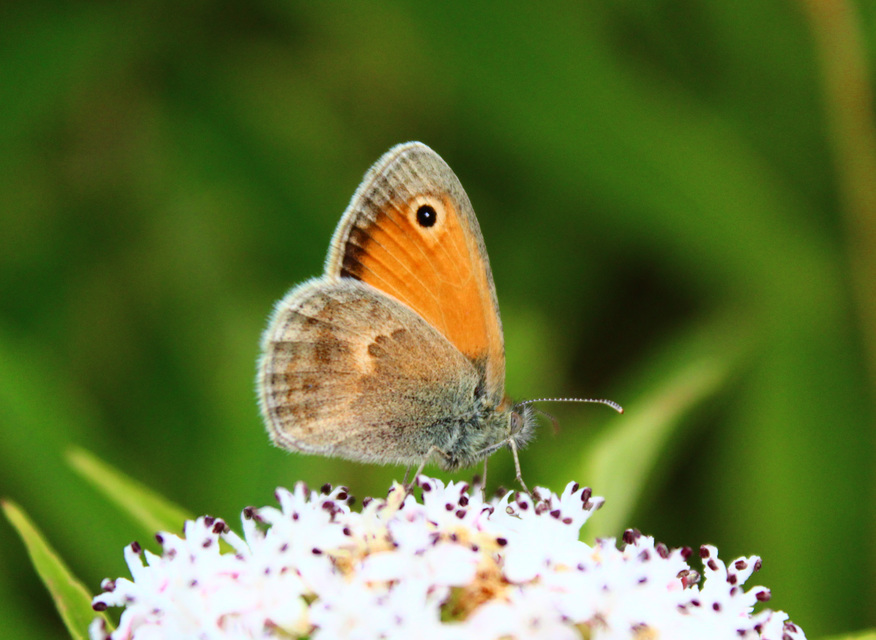 Coenonympha pamphilus - kis szénalepke
