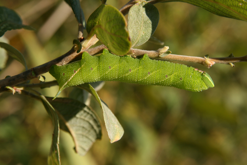 Smerinthus ocellatus - esti pávaszem
