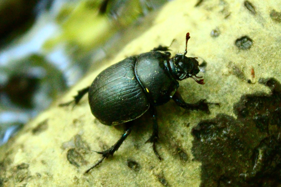 Anoplotrupes stercorosus - erdei álganéjtúró