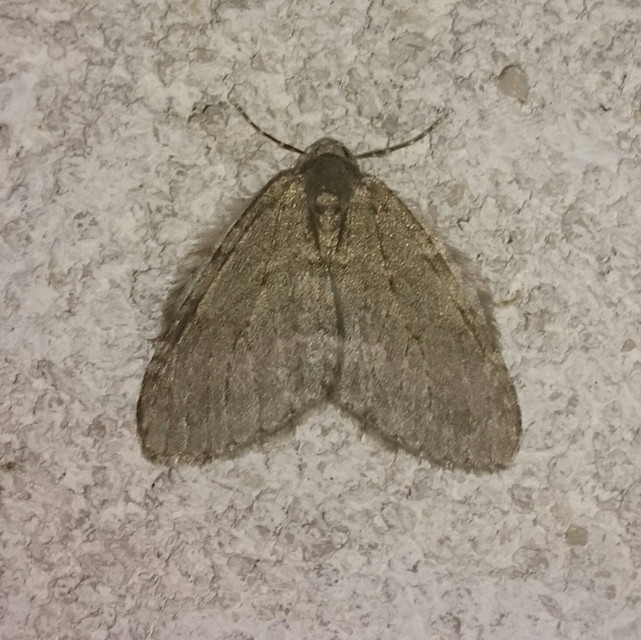 Epirrita