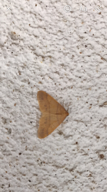 Agriopis aurantiaria - aranysárga téliaraszoló