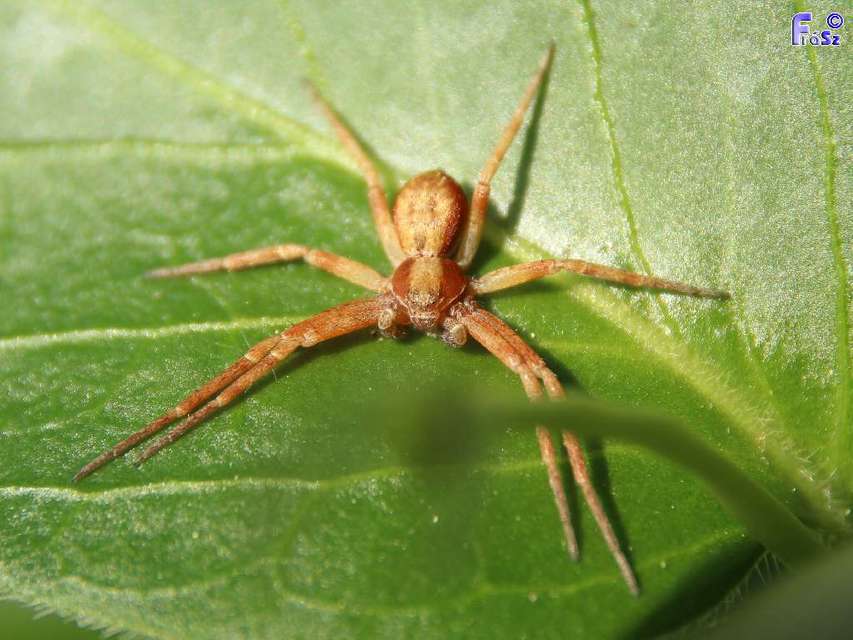 Philodromus