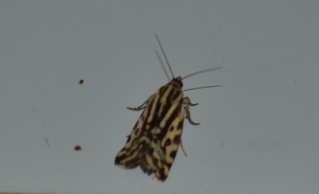 Emmelia trabealis - zebrabagoly