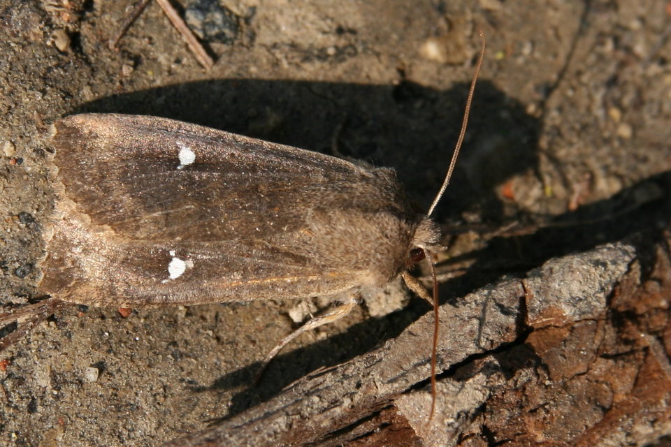Eupsilia transversa - holdacskás télibagoly