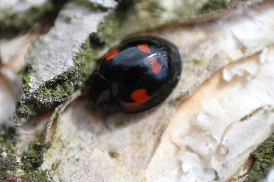 Exochomus quadripustulatus - négyfoltos szerecsenkata