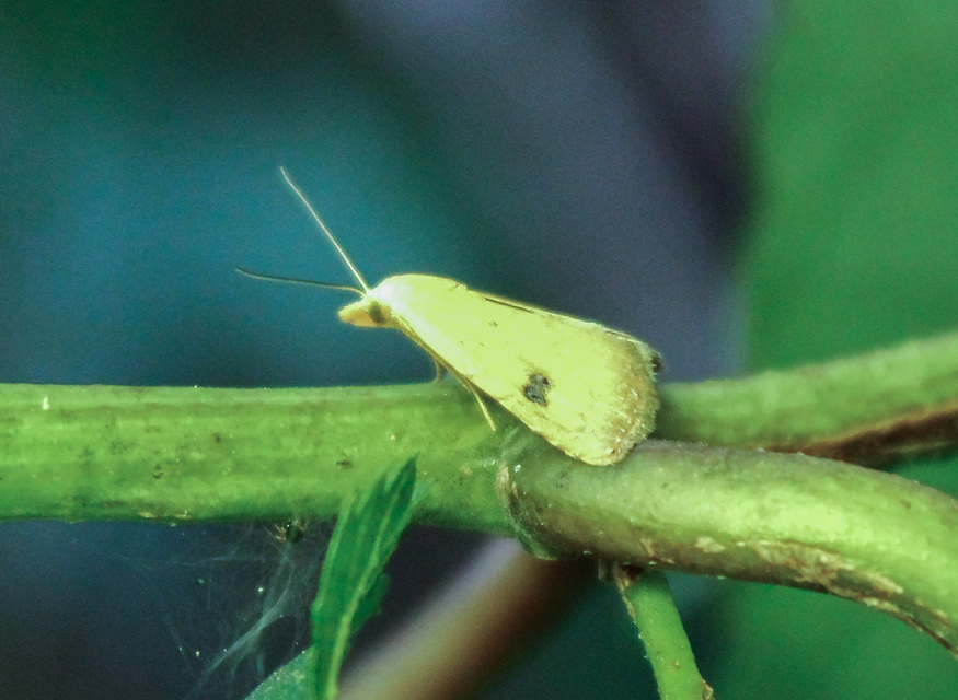 Rivula sericealis - selymes lórombagoly