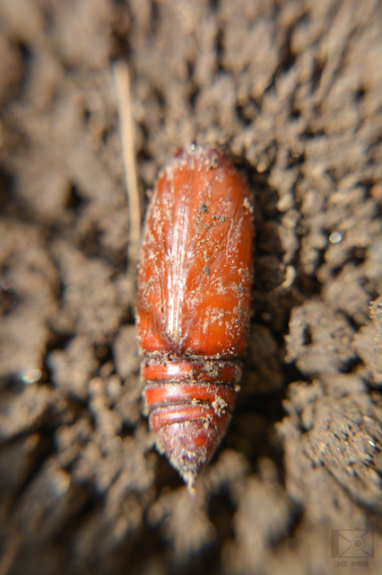 Phlogophora meticulosa - vándorló csipkésbagoly