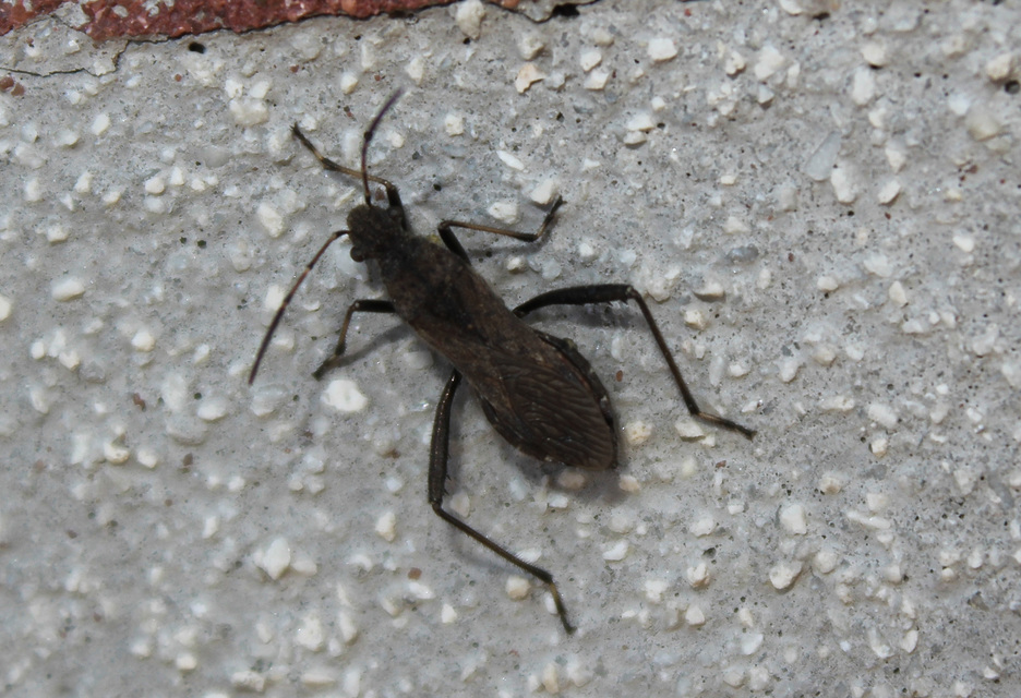 Alydus calcaratus - szőrös tövispoloska
