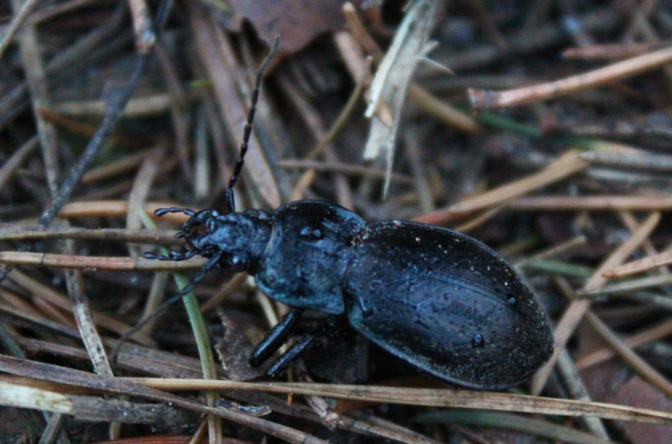 Carabus nemoralis - ligeti futrinka Carabus nemoralis - ligeti futrinka