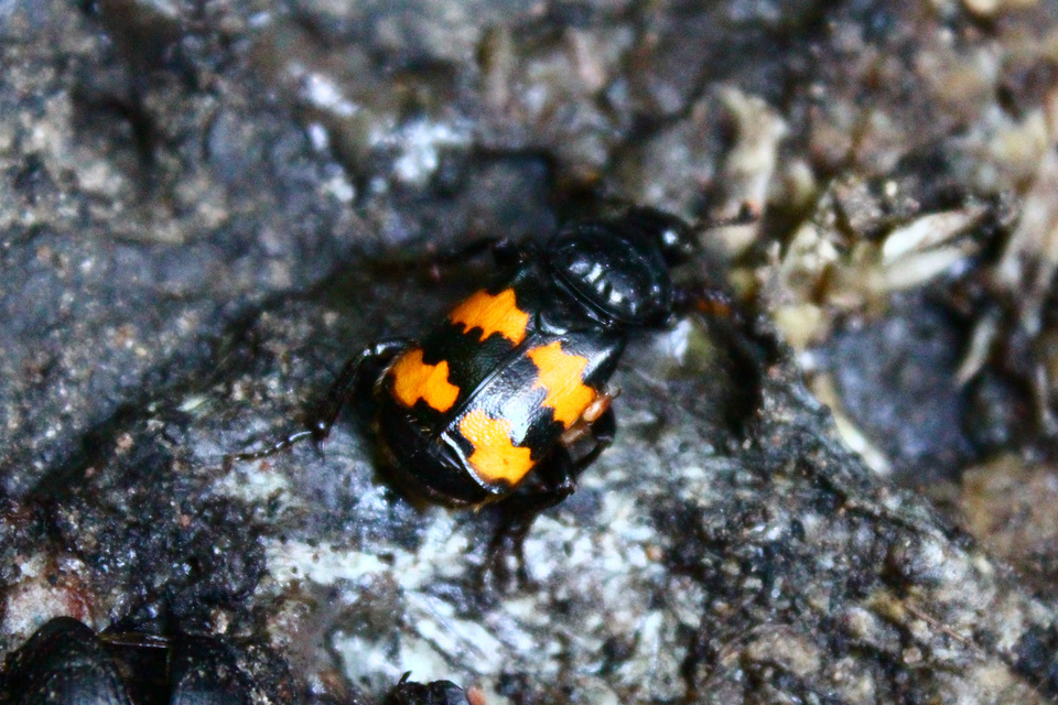 Nicrophorus interruptus - sárgaszőrű temetőbogár