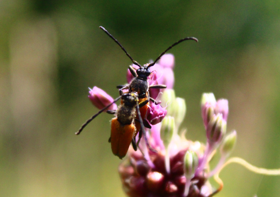 Stictoleptura fulva - vörhenyes virágcincér