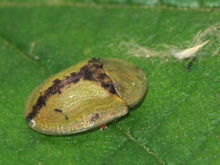 Cassida vibex - szőrös pajzsbogár Cassida vibex - szőrös pajzsbogár