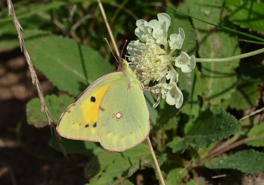 Colias croceus - sáfránylepke
