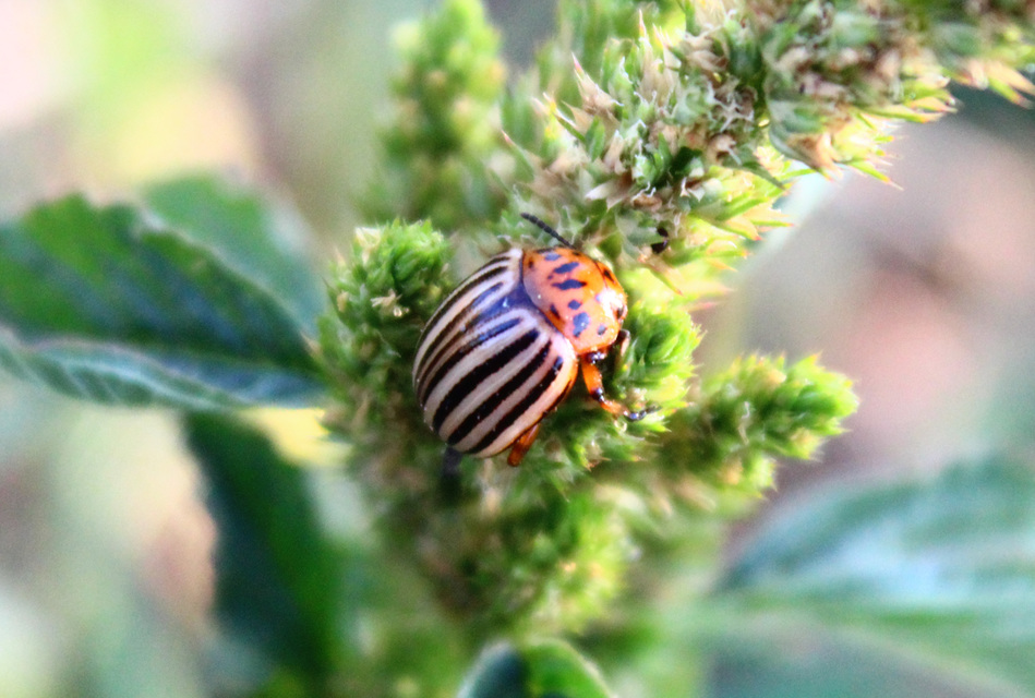 Leptinotarsa decemlineata - burgonyabogár