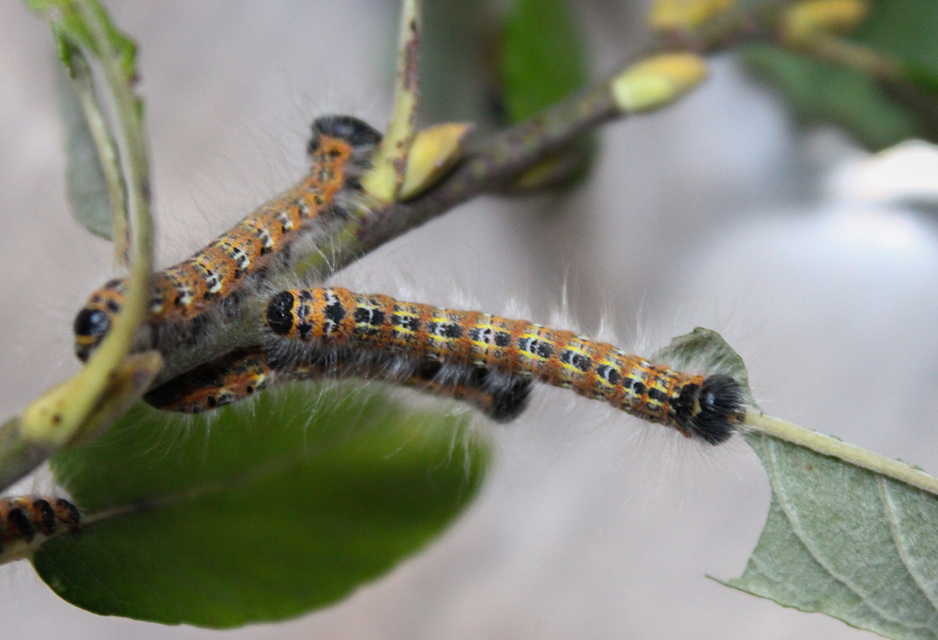 Phalera bucephala - sárgafoltos púposszövő