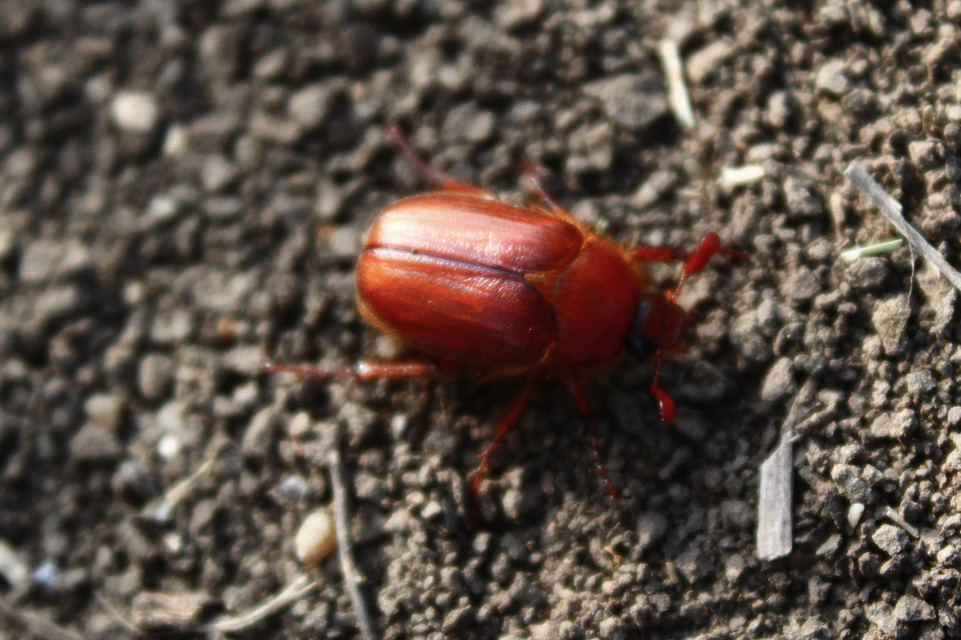 Holochelus aequinoctialis - tavaszeleji cserebogár