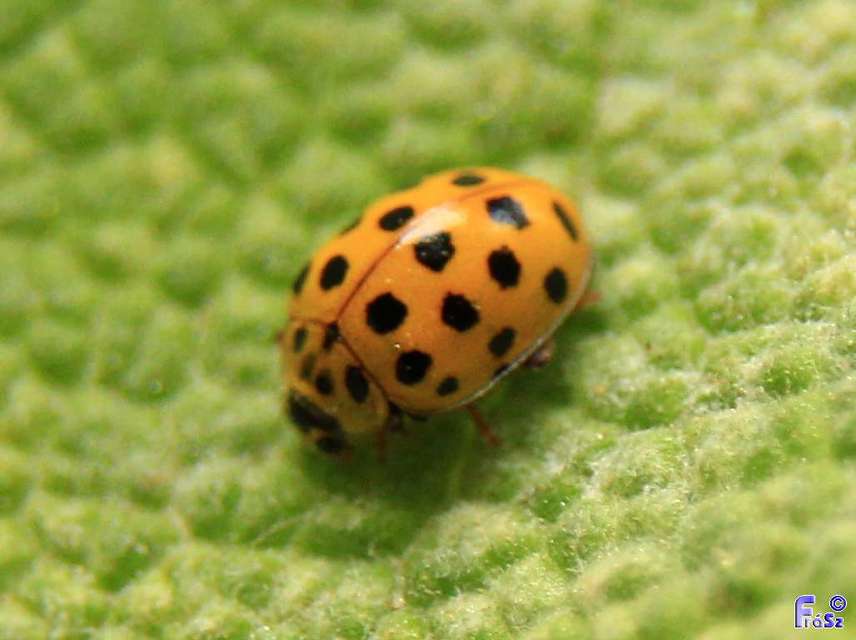 Psyllobora vigintiduopunctata - huszonkétpettyes katica
