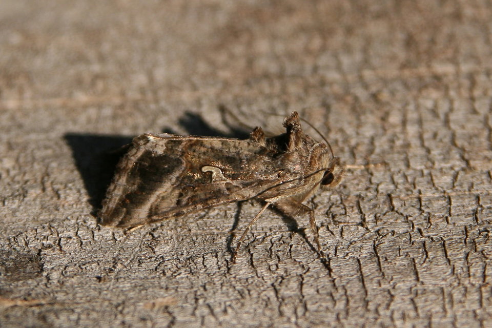 Autographa gamma - gammalepke