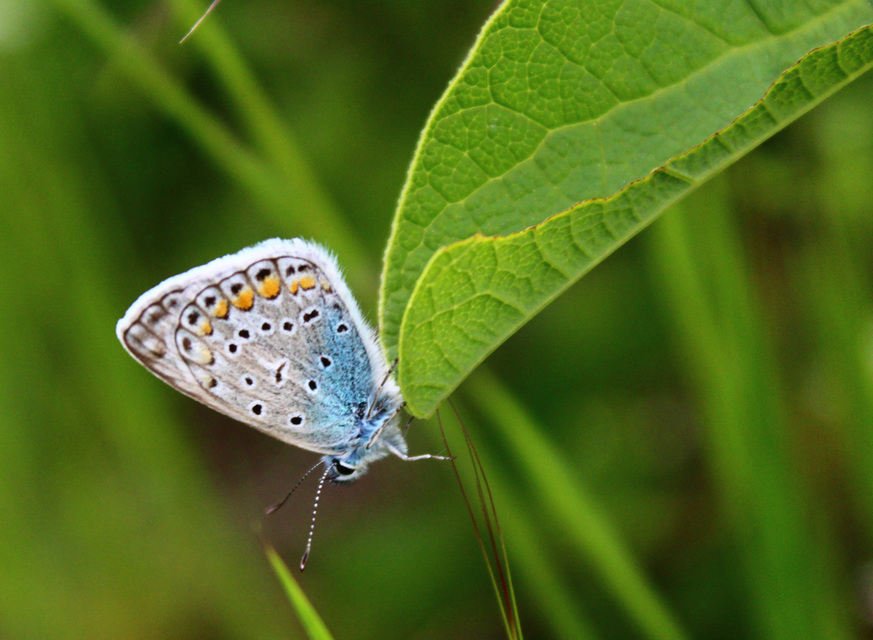 Polyommatus icarus - közönséges boglárka