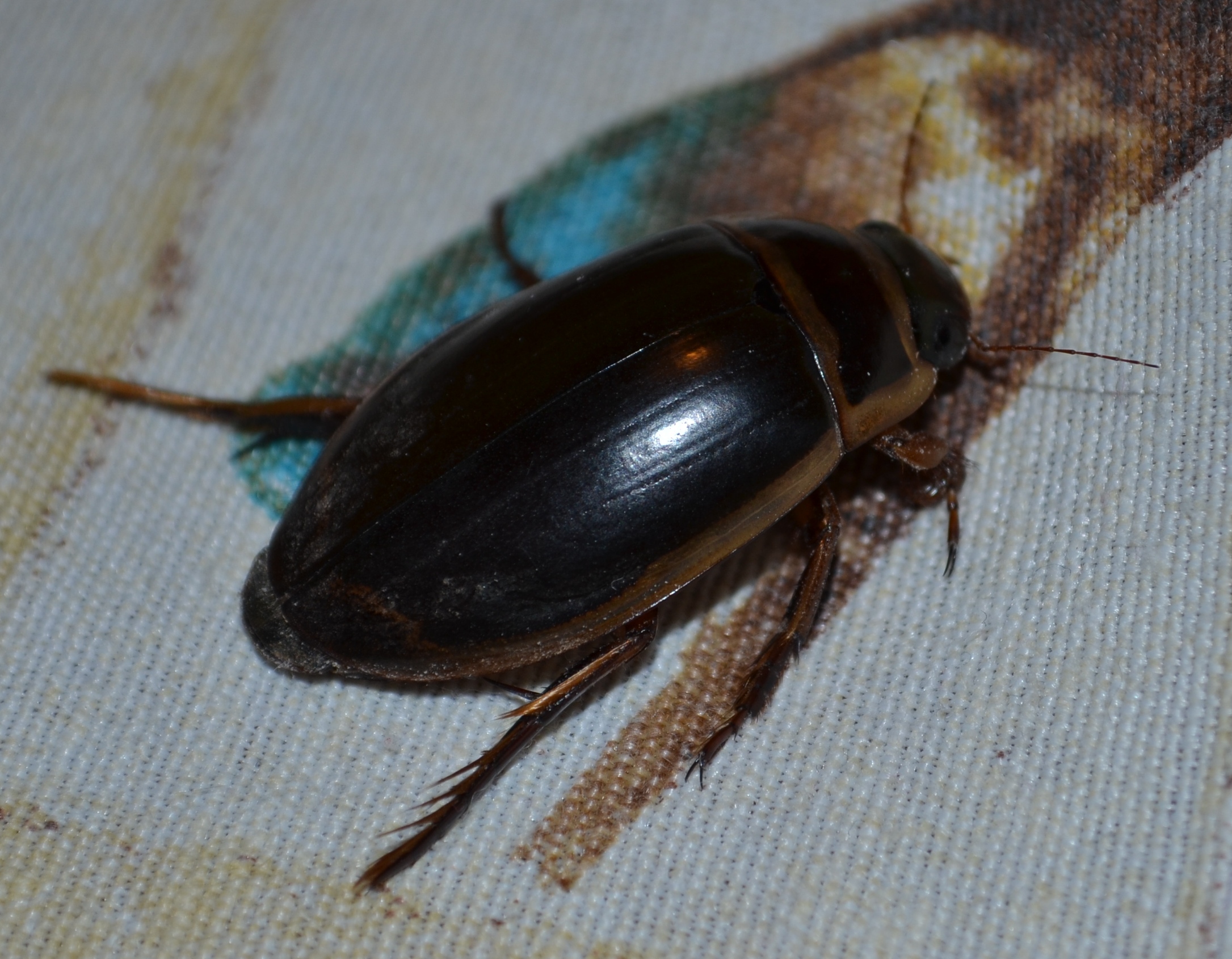Dytiscus marginalis - szegélyes csíkbogár