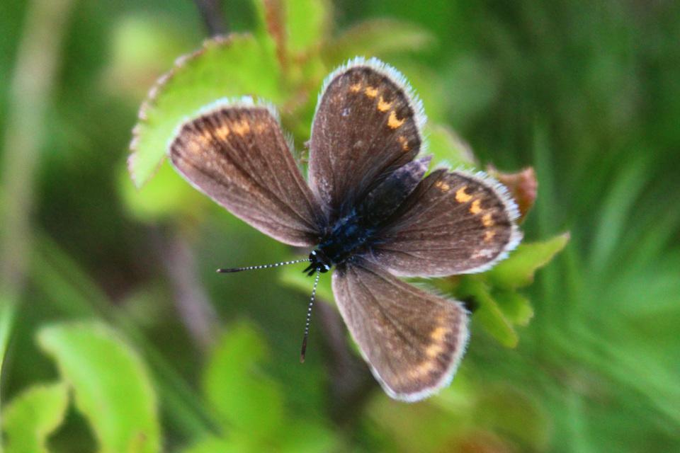Plebejus argus - ezüstös boglárka