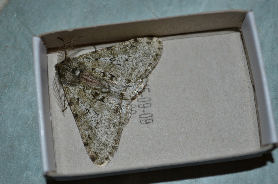 Apocheima pilosaria - zöldes tavasziaraszoló