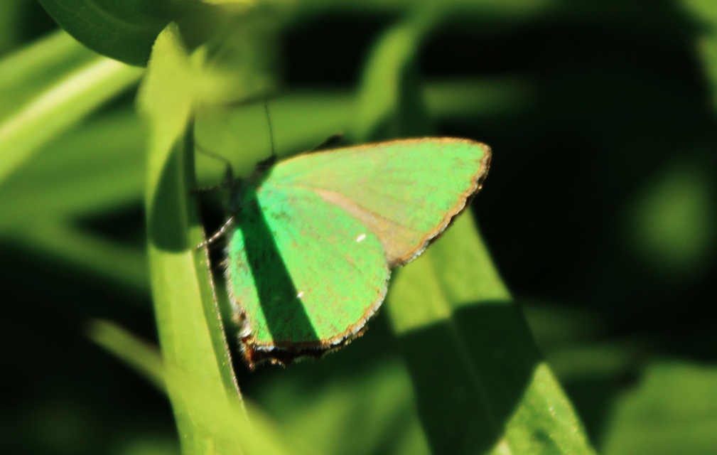 Callophrys rubi - zöldfonákú lepke
